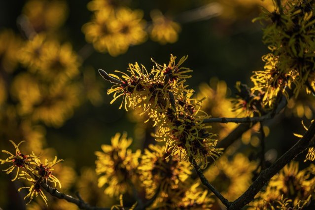 lavender field sunset purple