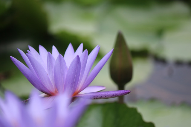 lotus flower purple