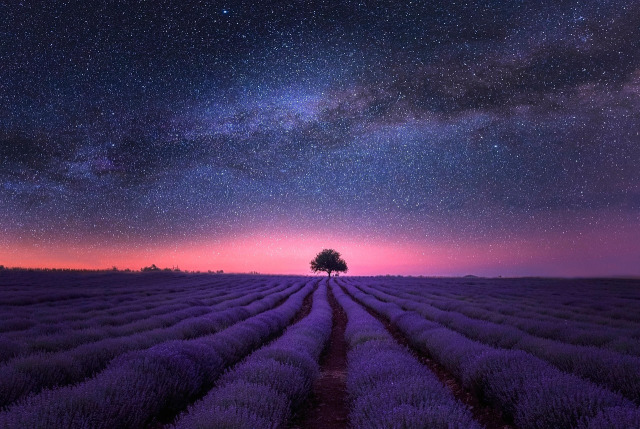 lavender field sunset purple